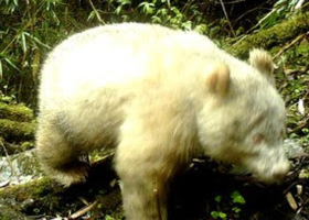 Albínská panda byla poprvé zachycena na kameru