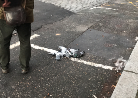 S odstřelem holubů nesouhlasili někteří občané Českého brodu a vyšli do ulic