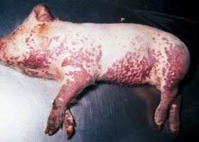 Šunka a vepřové maso podraží kvůli moru prasat v Číně