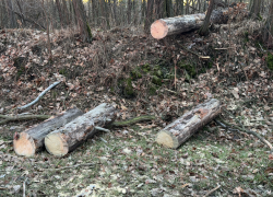 Spadlý strom v Jílovišti