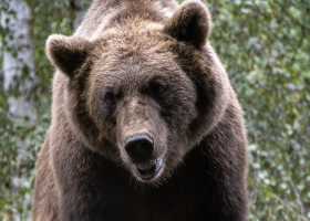 Turisty na Slovensku honil medvěd, žena nepřežila