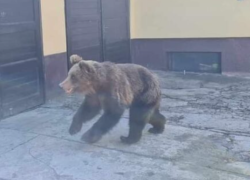 Medvěd v ulicích