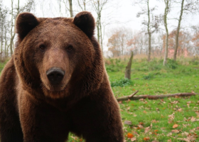 Po ulicích Liptovského Mikuláše běhal medvěd. Zranil několik lidí