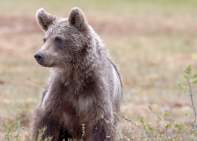 Medvědi útočí na Slovensku stále častěji