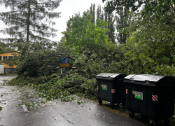 Spadlý strom